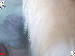 Free Animal Porn