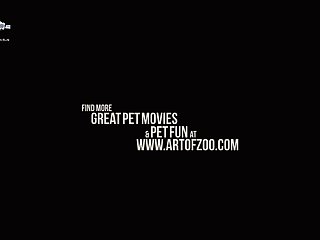 Brutal Extreme Porn Videos