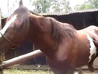 Zootube2