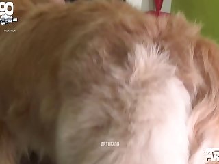Beastiality Porn Stories