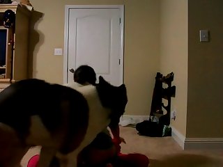 Gif Dog Fuck