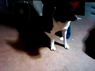 Teen Makes Dog Fuck Her