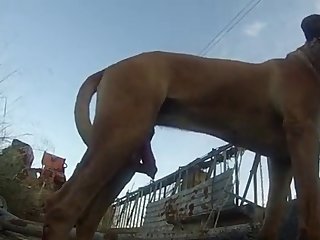Dog Fuck Kid