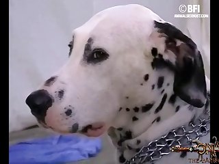 Animal Ranbir Kapoor Sex