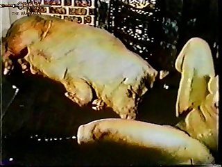 Wolf Animal Sex