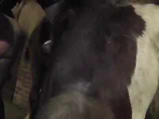 Animal Porn Japan