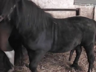 Animal Passion Porn