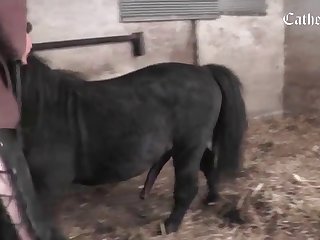 Animal Passion Porn