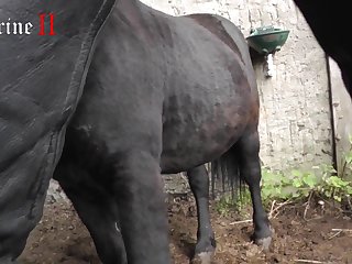 Porn With Animal Video Download