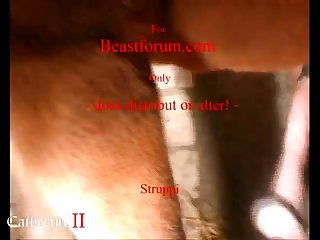 Animal Porn Teen