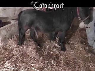 Teen Animal Porn Videos