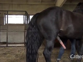 Animal With Porn Sex