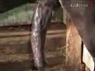 Animal Woman Porn Video