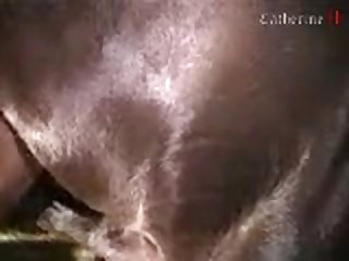 Animal Woman Porn Video