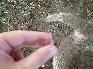 Porno Doidocom Animal