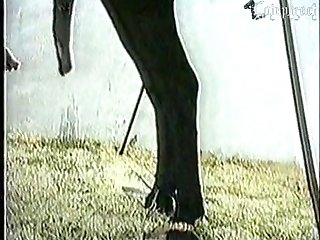 Porno Sexso Animal