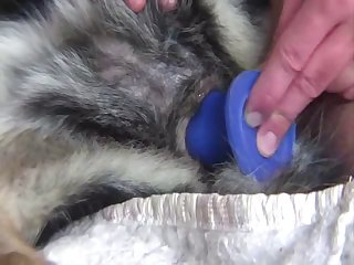 Assistir Filme Porno Animal