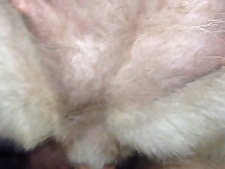 Animal Crossing Porno Comic