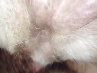 Animal Crossing Porno Comic