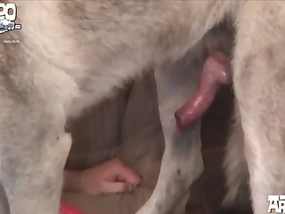 Animal Sex With Milf