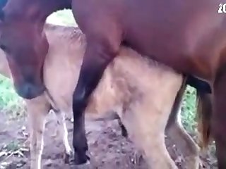 Man Fucks Animal Sex