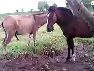 Man Fucks Animal Sex
