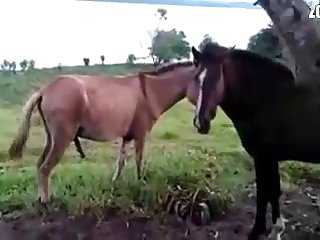 Man Fucks Animal Sex