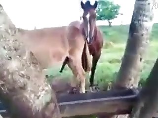 Man Fucks Animal Sex