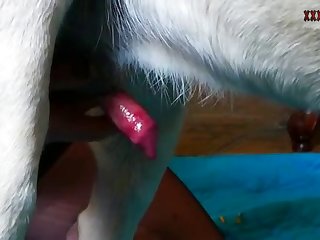 Tokyo Restaurant Animal Sex