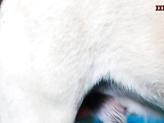 Tokyo Restaurant Animal Sex