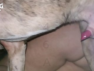 Animal Sex M