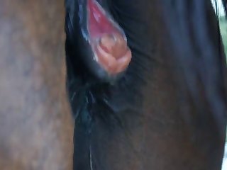 Animal Sex Videso