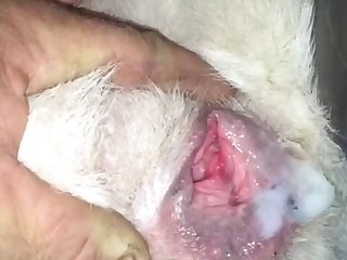 Gril Animal Sex