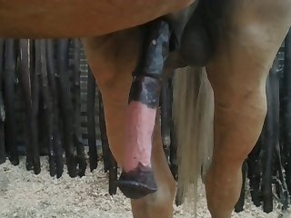 Nice 2 Beastforum Geles Masturbation