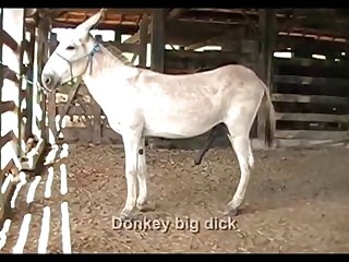 Donkey Dick