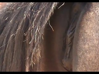 New Mare 1