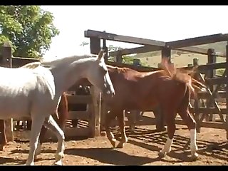 New Mare 1