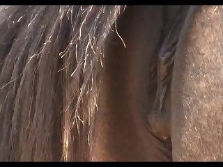 New Mare 1