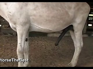 Donkey Dick