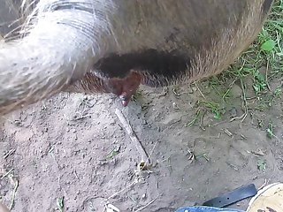 Men Cum In Dog Porn