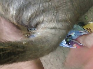 Men Cum In Dog Porn