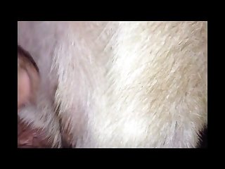Girls Vs Dog Porn