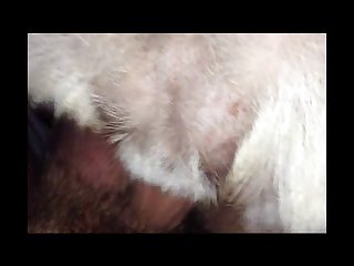 Girls Vs Dog Porn