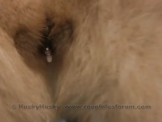 Dog Porn Animals