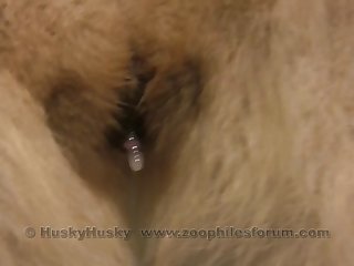 Dog Porn Animals