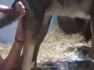 Alpha Dog Porn
