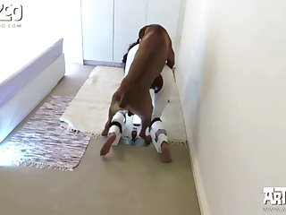Live Cam Dog Porn