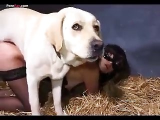 Lick Ass Dog Xxx
