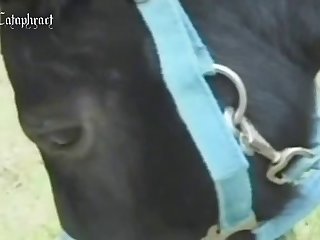 Animal Sex Online
