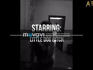 Dog Sex Picture
